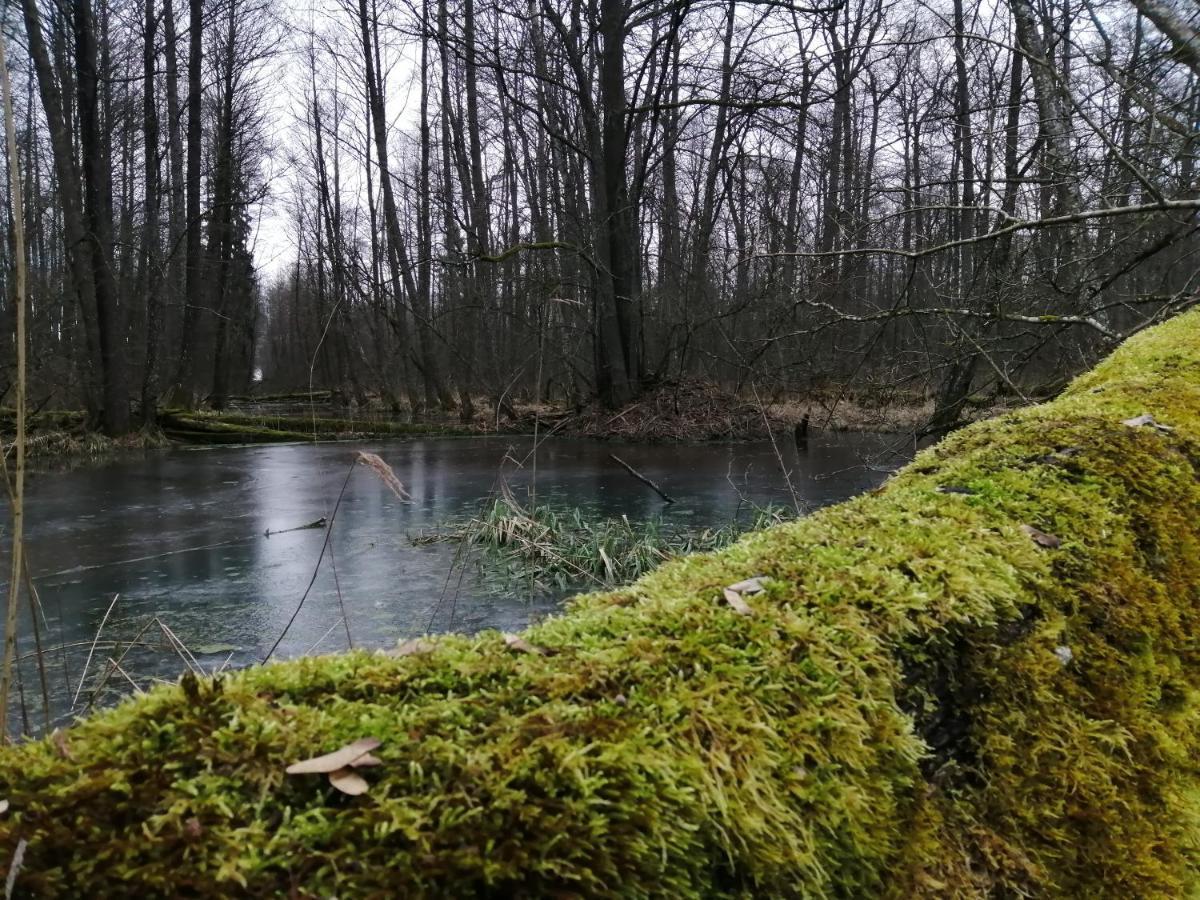 Zielony Domek W Sztynorcie Sztynort Esterno foto